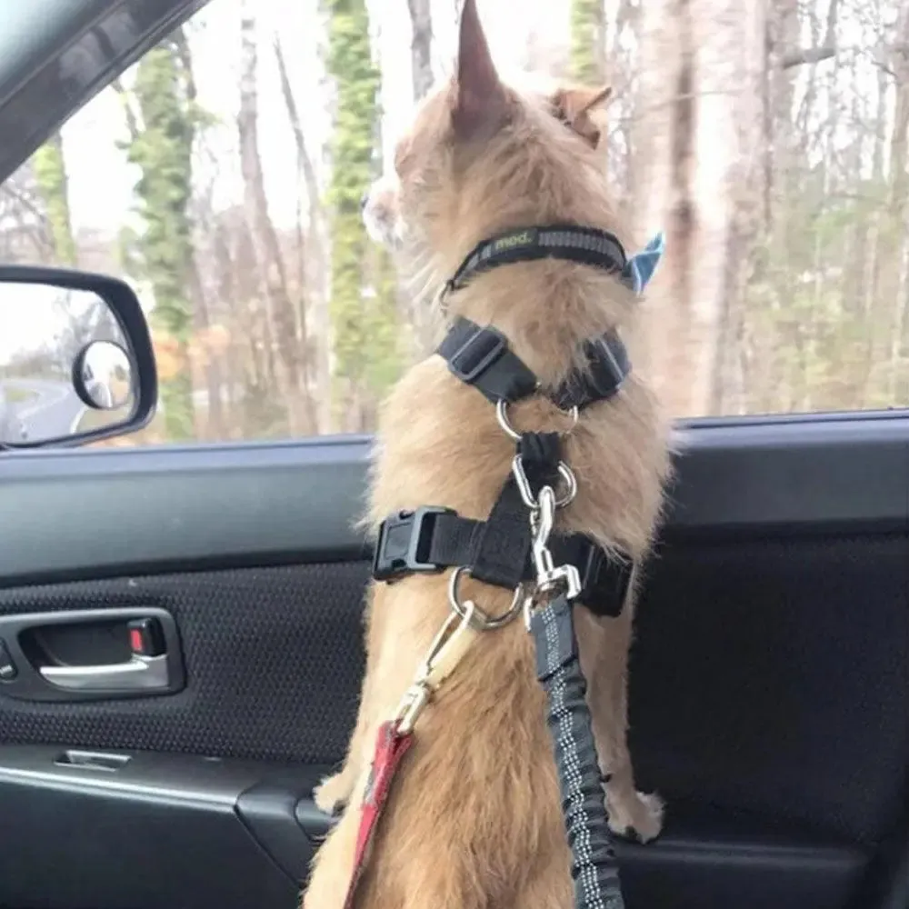 Dog Seat Belt